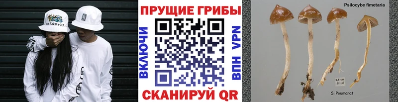 магазин продажи   Урус-Мартан  Псилоцибиновые грибы ЛСД 