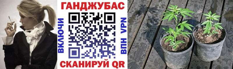 наркошоп  Урус-Мартан  Марихуана план 
